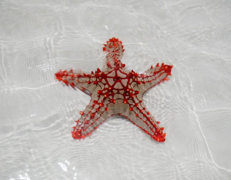 Starfish Beach — пляж с морскими звёздами на Фукуоке Необычный пляж Starfish Beach с прозрачной водой и морскими звёздами, место отдыха после приключения на джипе
