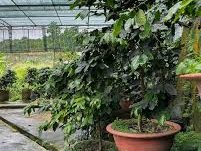 Кофейные плантации Далата — знакомство с культурой выращивания кофе, процесс обработки зерен и фермы с животными