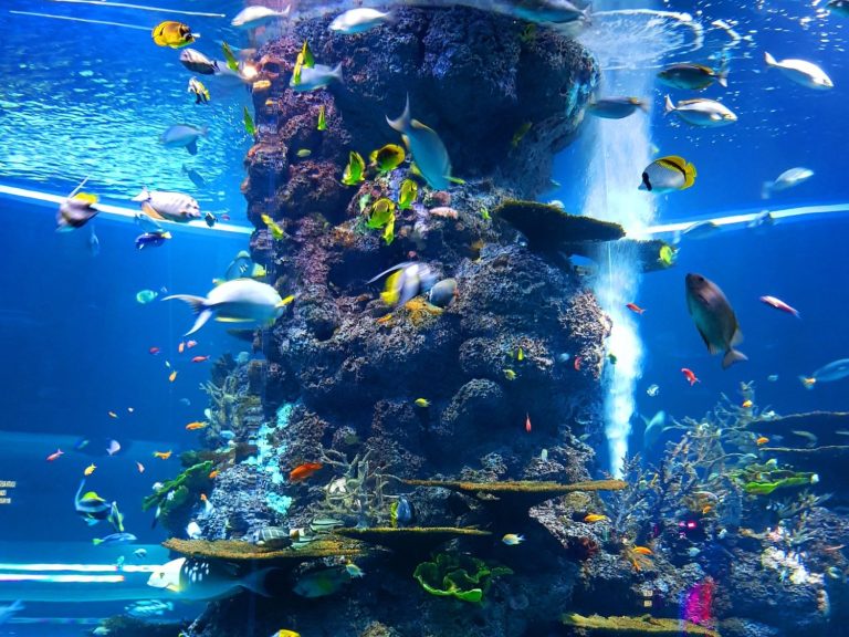 Подводный тоннель в океанариуме VinWonders - 75 метров среди морских обитателей Подводный тоннель в океанариуме VinWonders - 75-метровый туннель с 300 видами морских обитателей, коралловых рифов и рыб